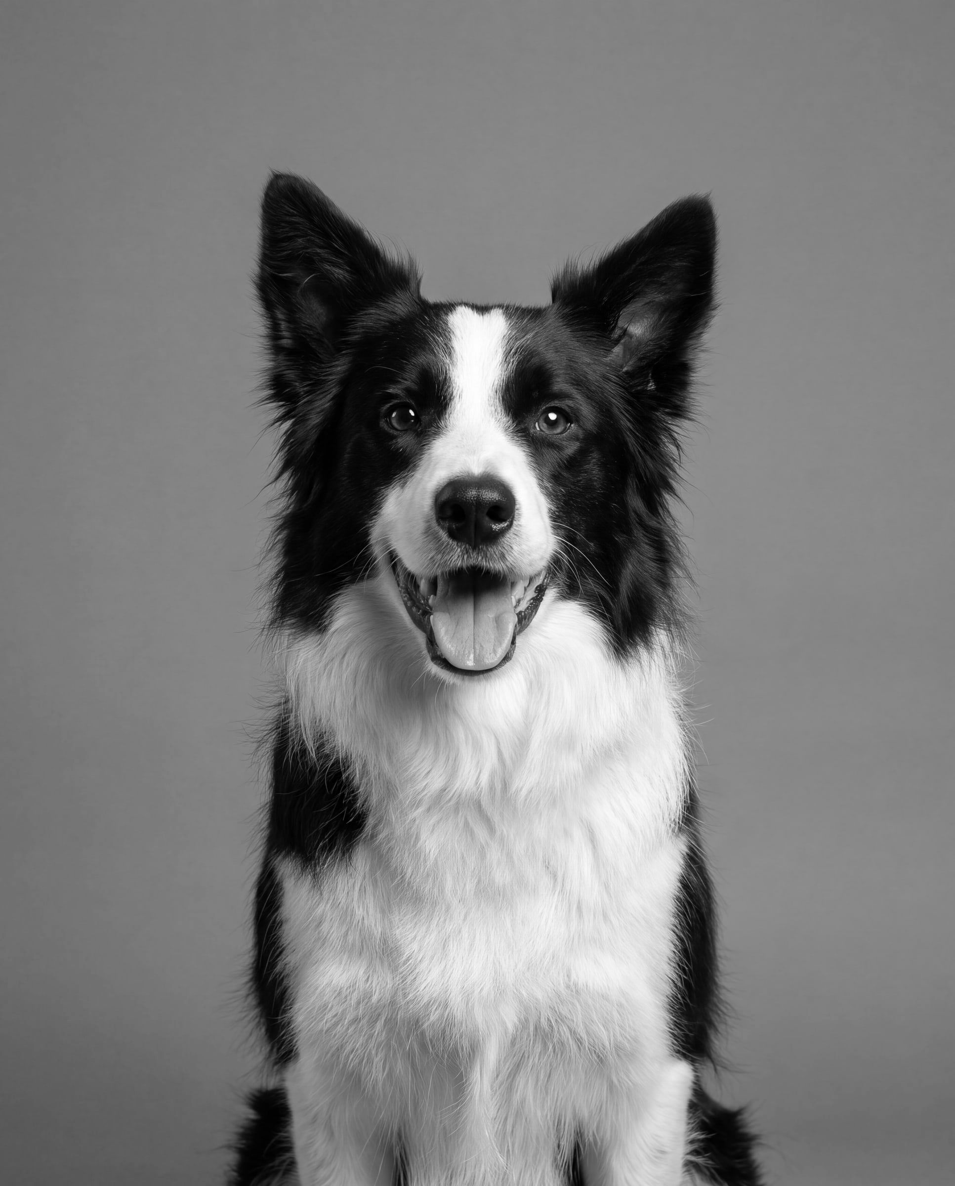 Uśmiechnięty czarno-biały border collie z otwartym pyskiem patrzy w obiektyw, portret w turkusowym duotonie